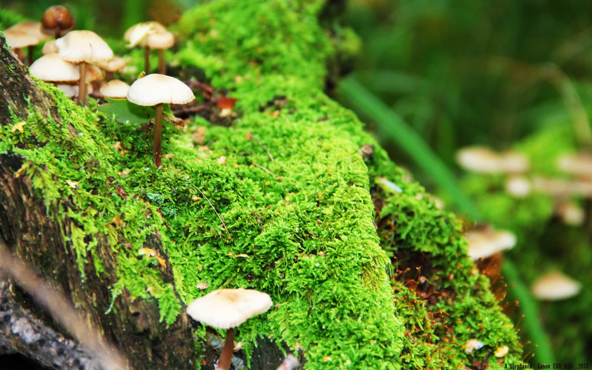 世界拳击锦标赛赛前集训强度升级，拳击世界级比赛